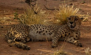 275 Namibia Okt 2006 .JPG